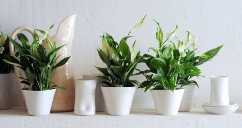 hydration of indoor plants