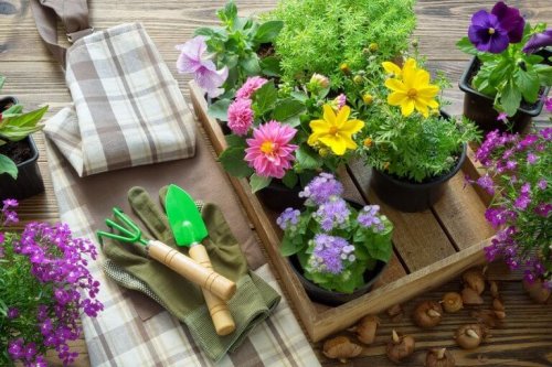 Tips for replanting