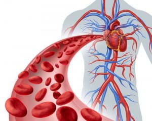 Schaubild der Venen und Arterien im Körper