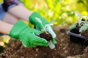 Things to Keep in Mind When Replanting Plants