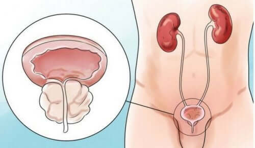 A diagram of the kidneys, where peegasm is affected