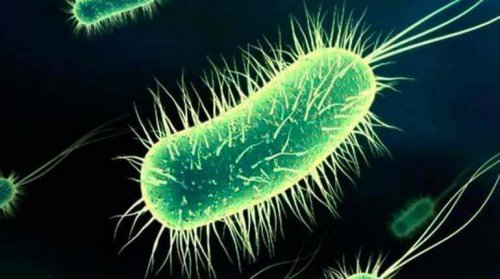 Escherichia coli bacteria.