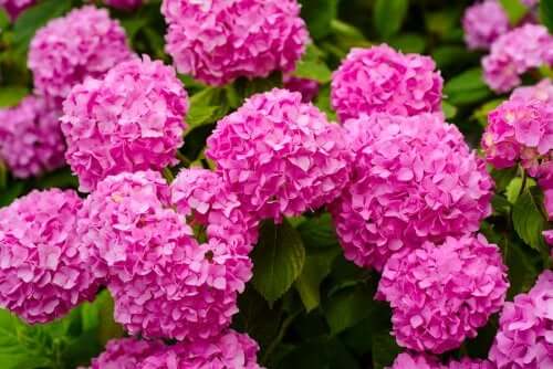 A bush and hydrangeas.