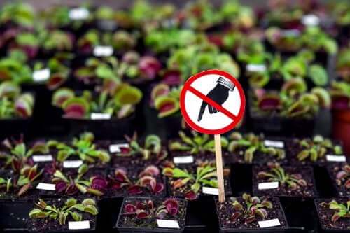 Seven Dangerous Plants You Shouldn't Have at Home
