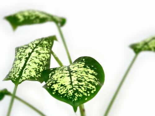 Dumb cane plant.