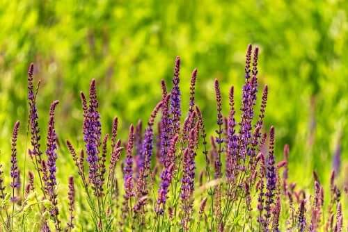 Salvia divinorum in a field.