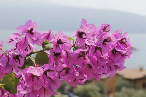 Trinitaria plant.