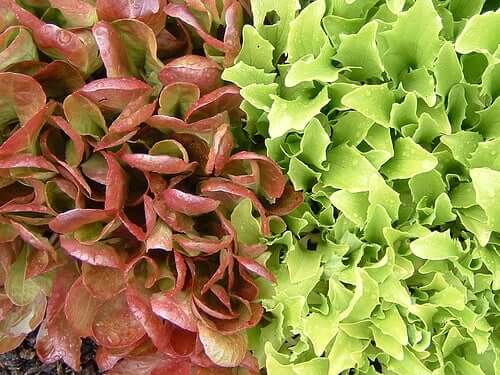 A display of two kinds of lettuce.