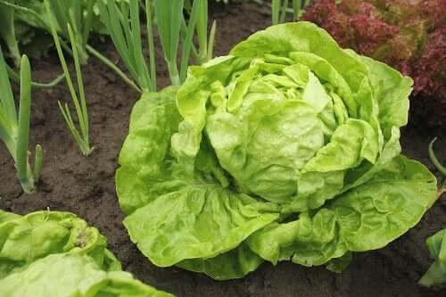 Lettuce Varieties and How to Grow Them - Step To Health