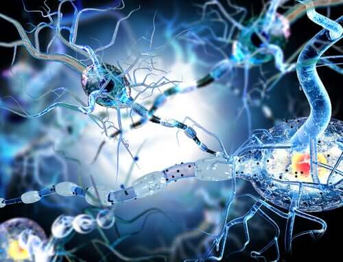 Brain neurons.