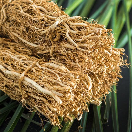A bundle of dried vetiver.