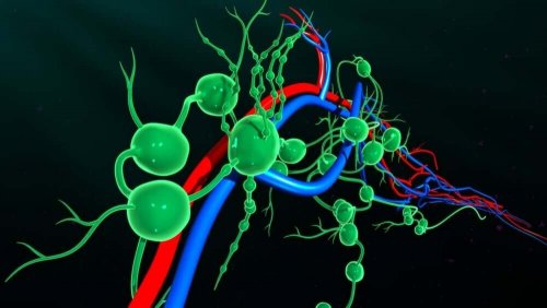 A drawing of the nodes of the lymphatic system.