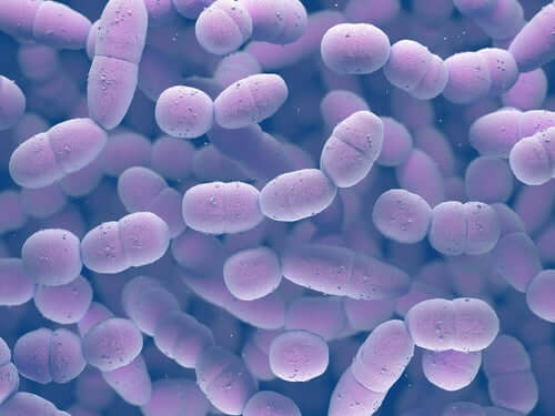 A microscopic shot of group B strep.