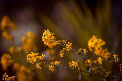 A mountain arnica plant.