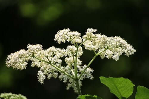 An elderberry plant.