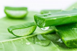 Aloe vera plant brighten dark spots