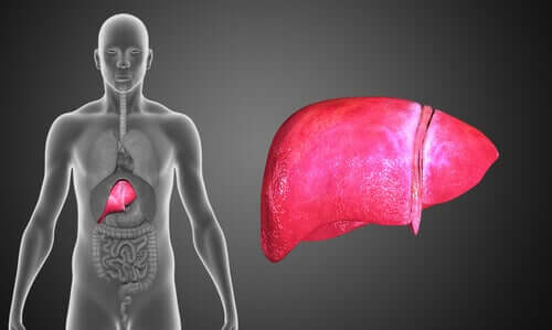 The human body and the liver.