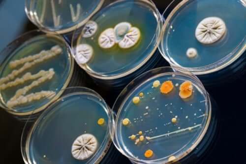 Microorganisms.