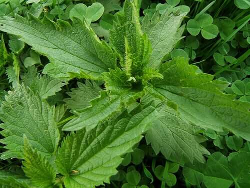 A nettle plant.