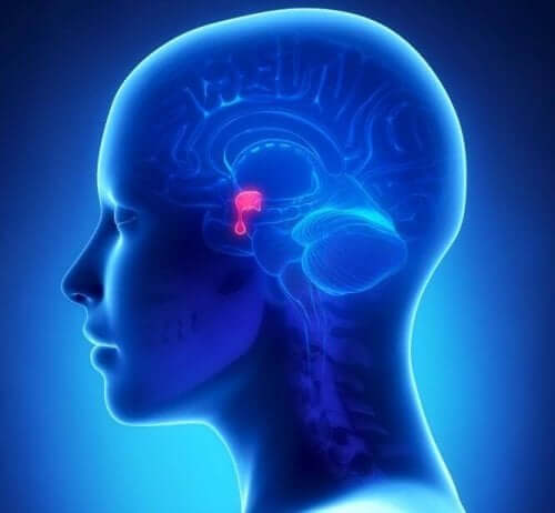 A sketch of a head with a highlighted pituitary gland.