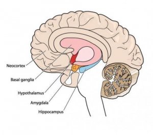 Movement Disorders: Meet Athetosis