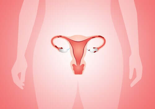 Женската репродуктивна система.