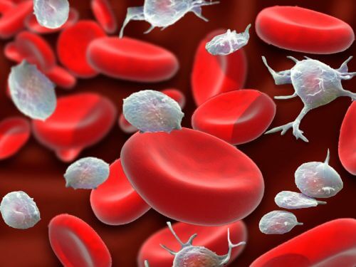 Some blood platelets.