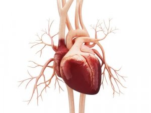 Atrial Flutter: Symptoms and Causes
