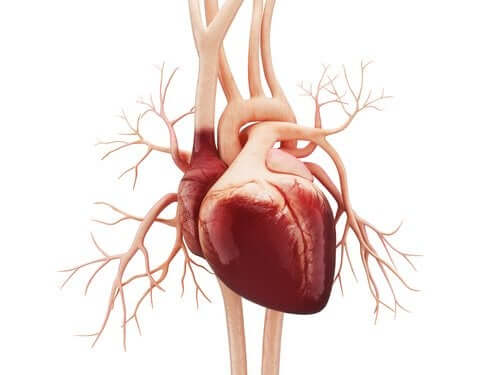 An illustration of a heart to discuss atrial flutter.