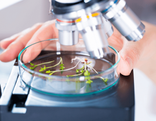 Plants under a microscope.