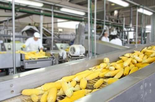 The Influence of Food Processing on the Nutritional Value of Foods