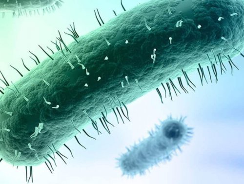 Mycoplasma genitalium under a microscope.