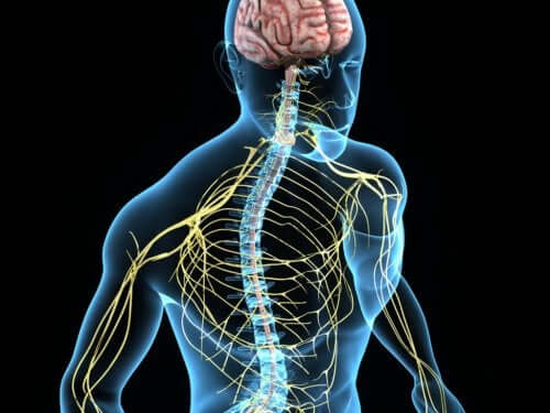 The nervous system.