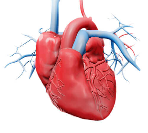 Heart anatomy parts of the heart digital recreation