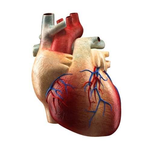 The Parts of the Heart and their Functions