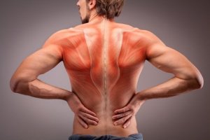 The Anatomy of the Back Muscles