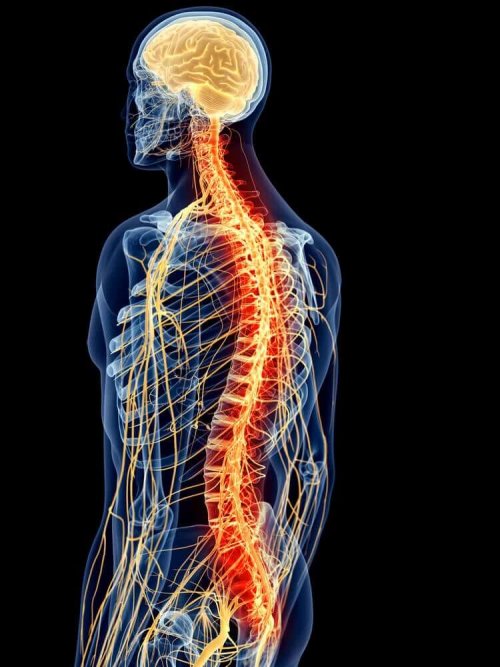 An illustration of the deep plane muscles.