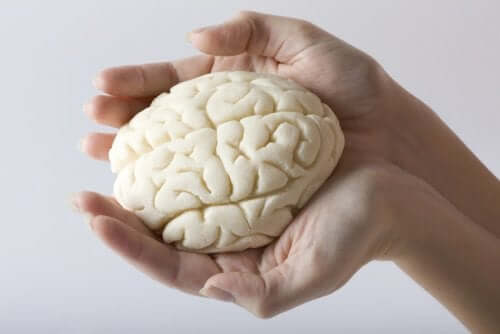 Lobes of the brain in hands