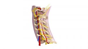 Learn All about Cervical Spinal Nerves