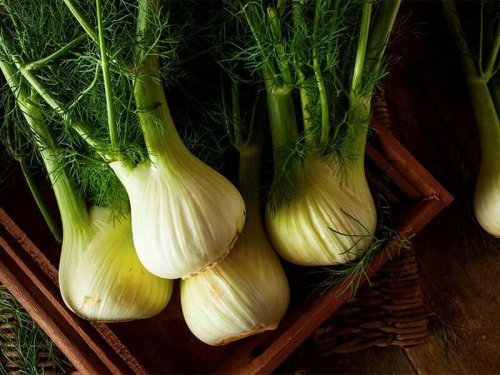Fennel bulbs.