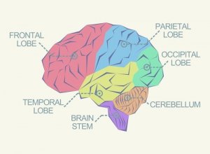 What Are the Different Lobes of the Brain?