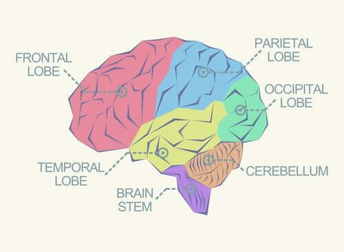 What Are the Different Lobes of the Brain?