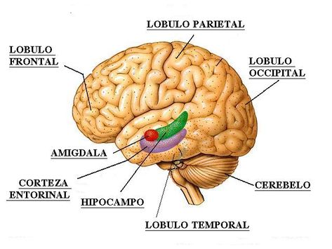Lobes of the brain parts