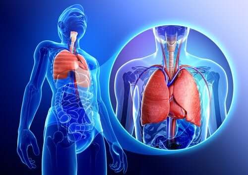 The respiratory system.