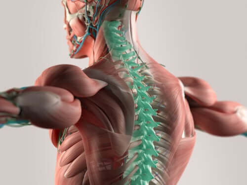 The spinal cord.
