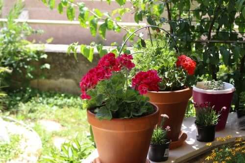Summer Flowers: Six Options for Your Garden