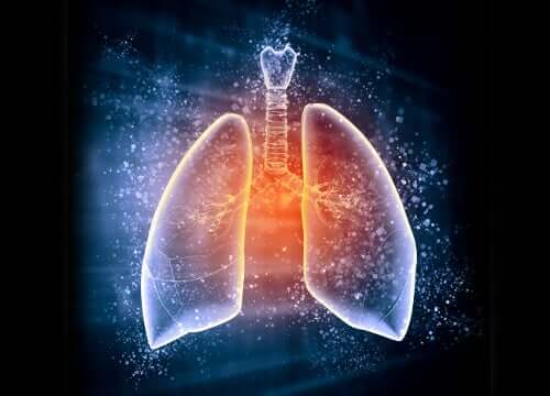 The lungs.