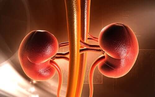 A closeup of kidneys.