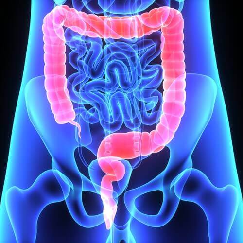 A digestive system.