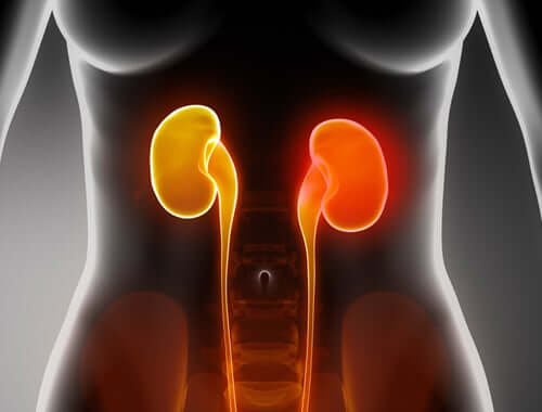 An illustration of a female body highlighting her kidneys.